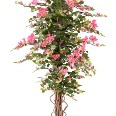 bougainvillea eco scaled