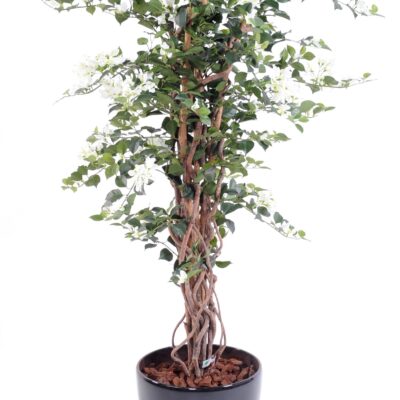 bougainvillea new lianas 1