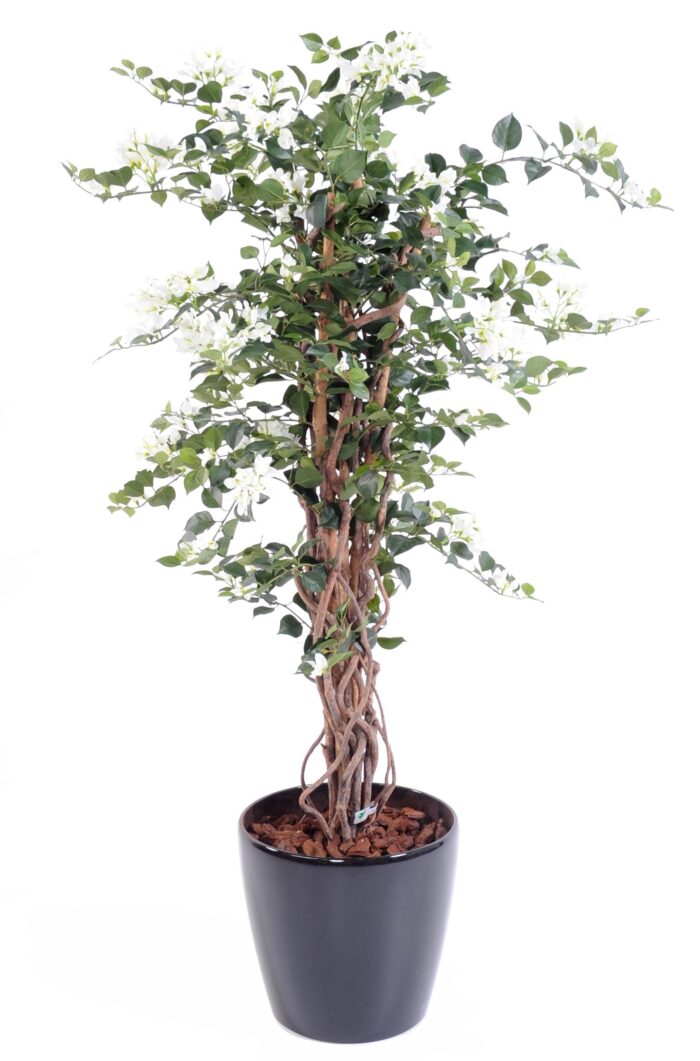 bougainvillea new lianas 1