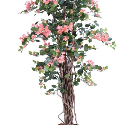 bougainvillea new lianas 2 scaled