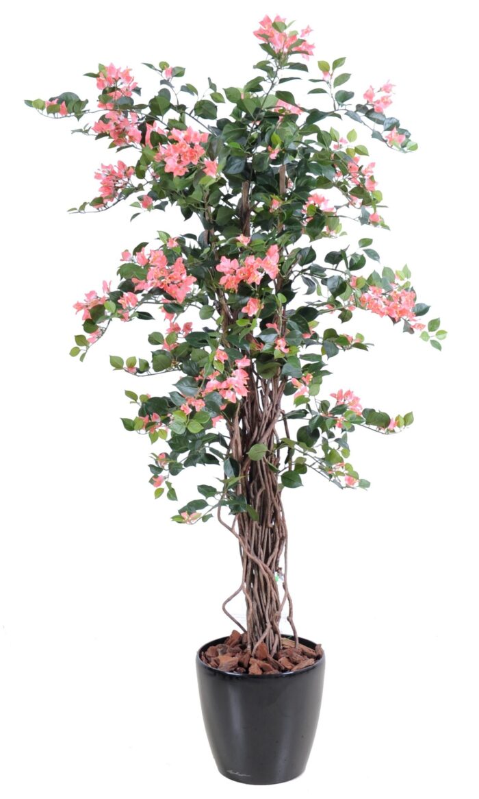 bougainvillea new lianas 2 scaled