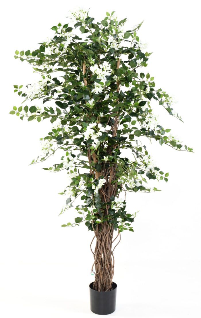 bougainvillea new lianas 3 scaled