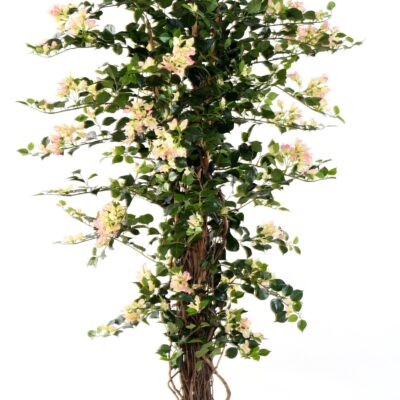bougainvillea new lianas 4 scaled