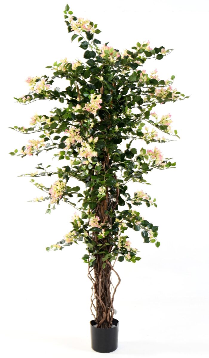 bougainvillea new lianas 4 scaled