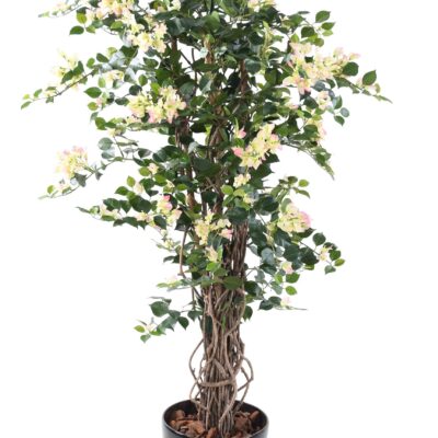 bougainvillea new lianas