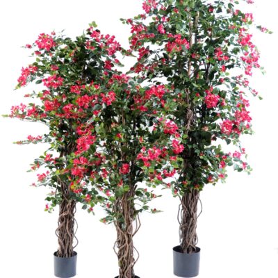bougainvillea new lianas 5