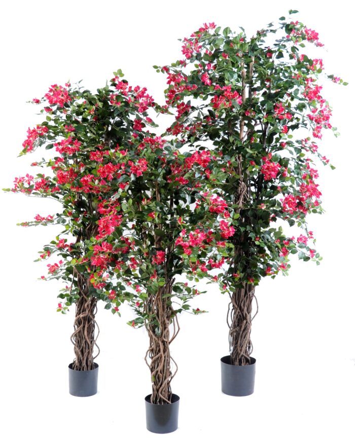 bougainvillea new lianas 5