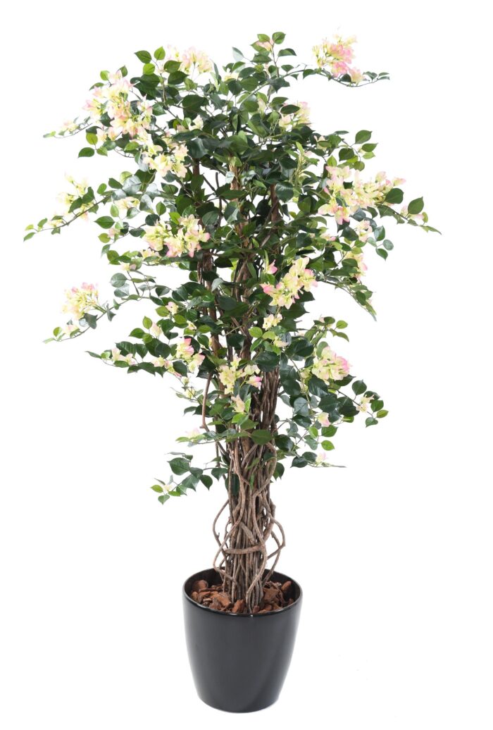 bougainvillea new lianas