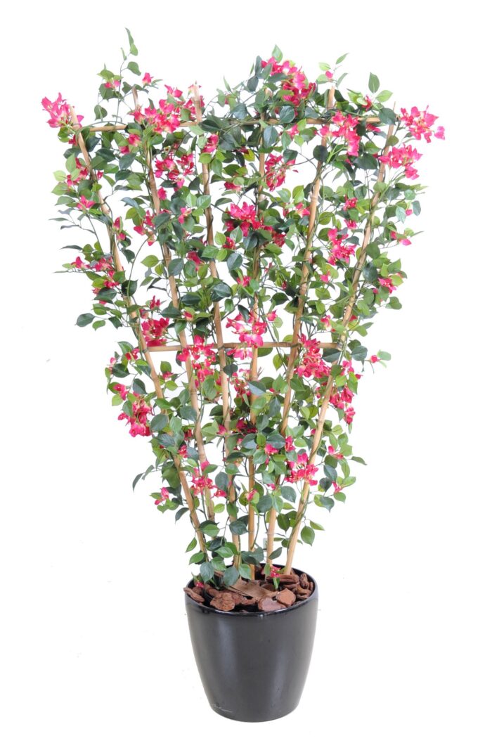 bougainvillea new palisade
