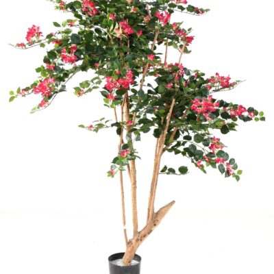 bougainvillea root scaled