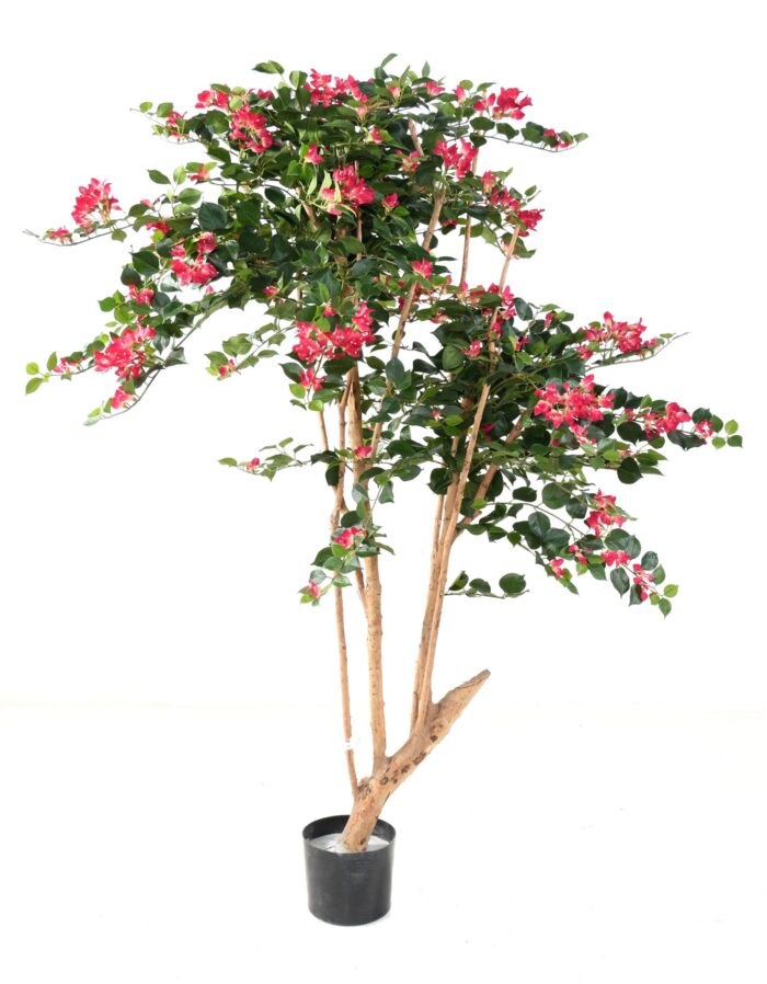 bougainvillea root scaled