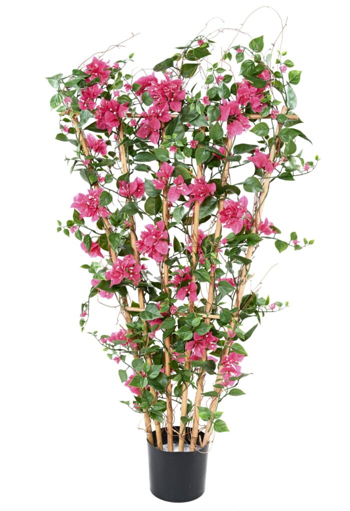 bougainvillea wide uv palisade scaled