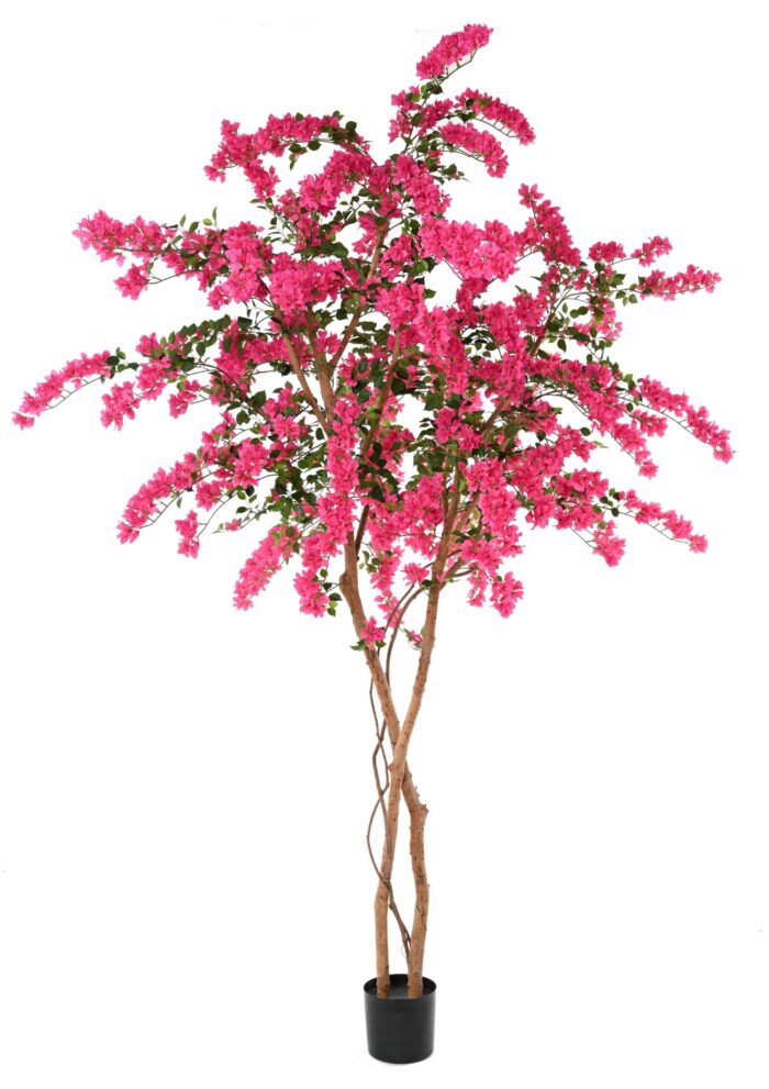 bougainvillee fleurs scaled
