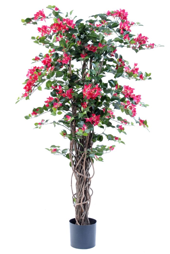 bougainvillee new lianas