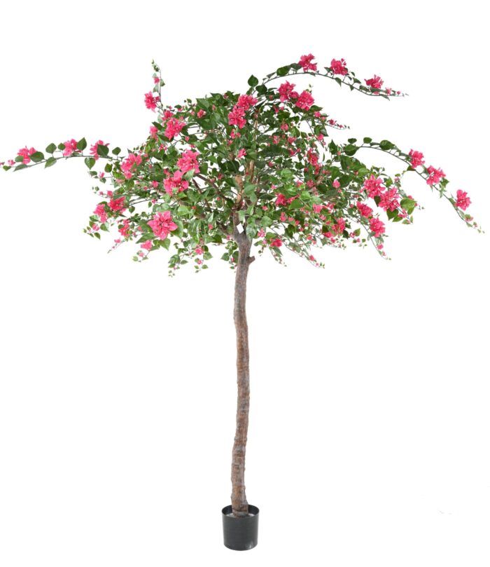 bougainvillee tree 1 scaled