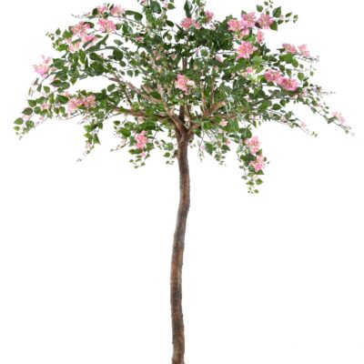 bougainvillee tree scaled