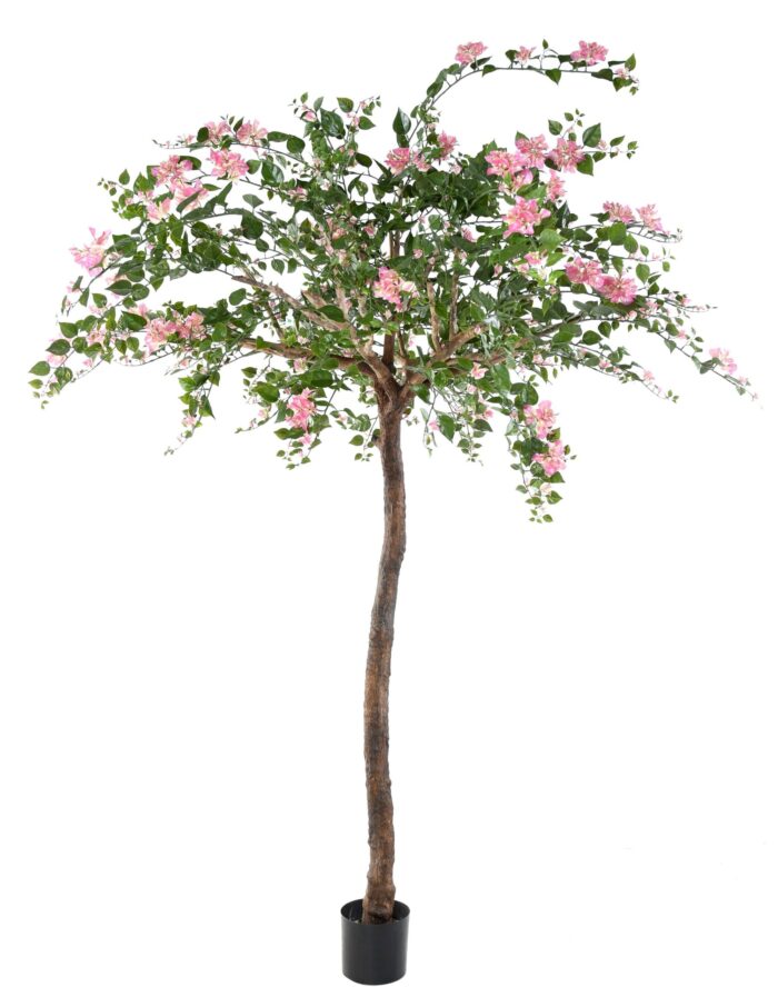 bougainvillee tree scaled