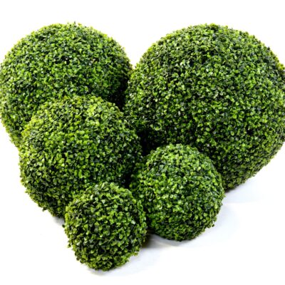 boxwood ball gr 1 scaled