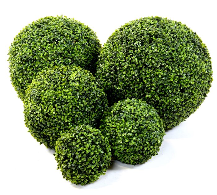 boxwood ball gr 2 scaled