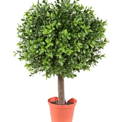boxwood ball new 1 scaled