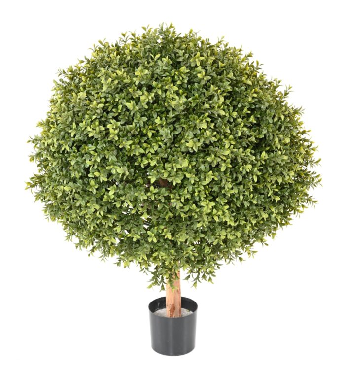 boxwood ball new 5 scaled