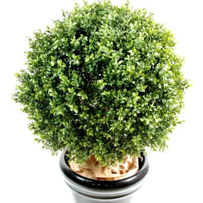 boxwood ball new 6