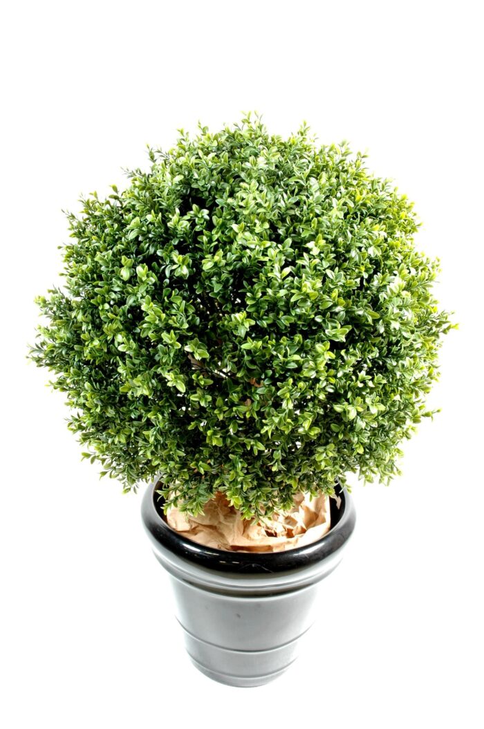 boxwood ball new 8