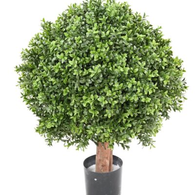 boxwood ball new regular diam 50 uv scaled