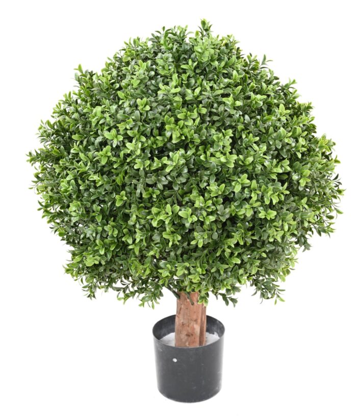 boxwood ball new regular diam 50 uv scaled