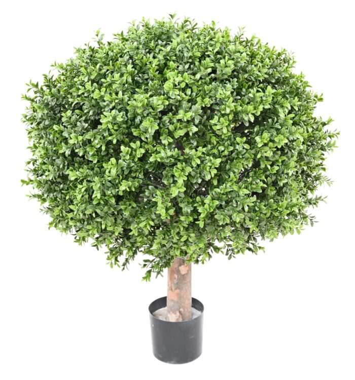 boxwood ball new regular diam 65 uv scaled