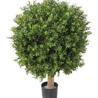boxwood ball red day uv 3 scaled