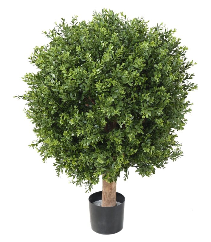 boxwood ball red day uv 3 scaled