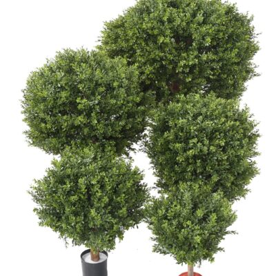 boxwood ball red day uv 4 scaled