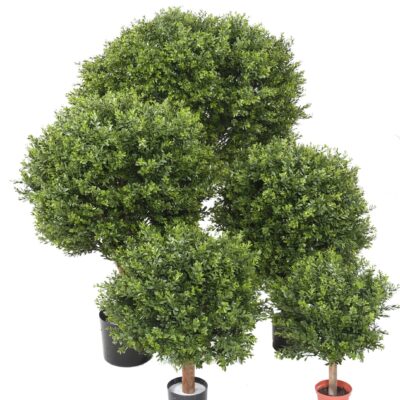 boxwood ball red day uv scaled