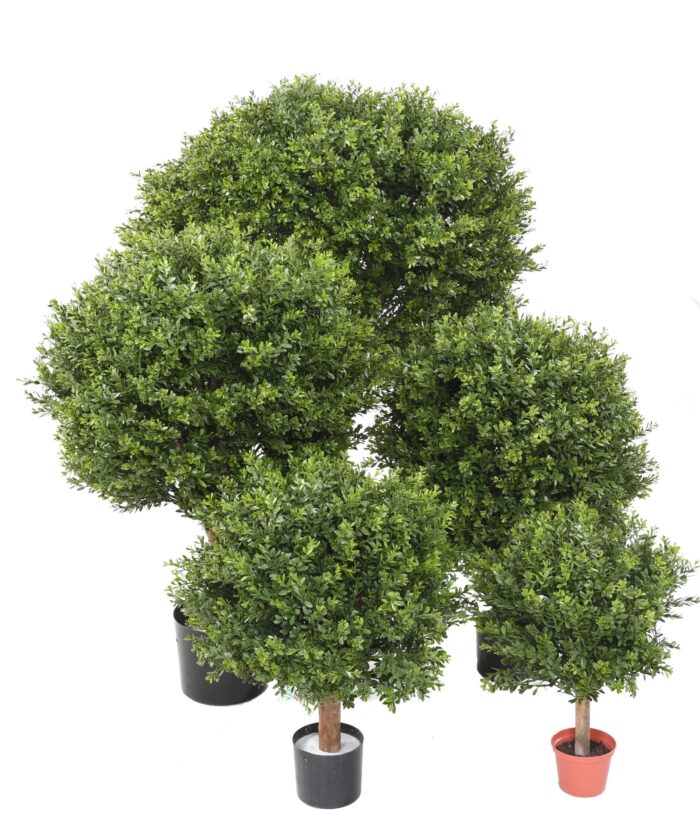 boxwood ball red day uv scaled