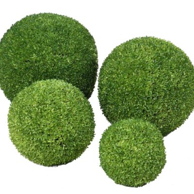 boxwood ball sempervirens 1 scaled