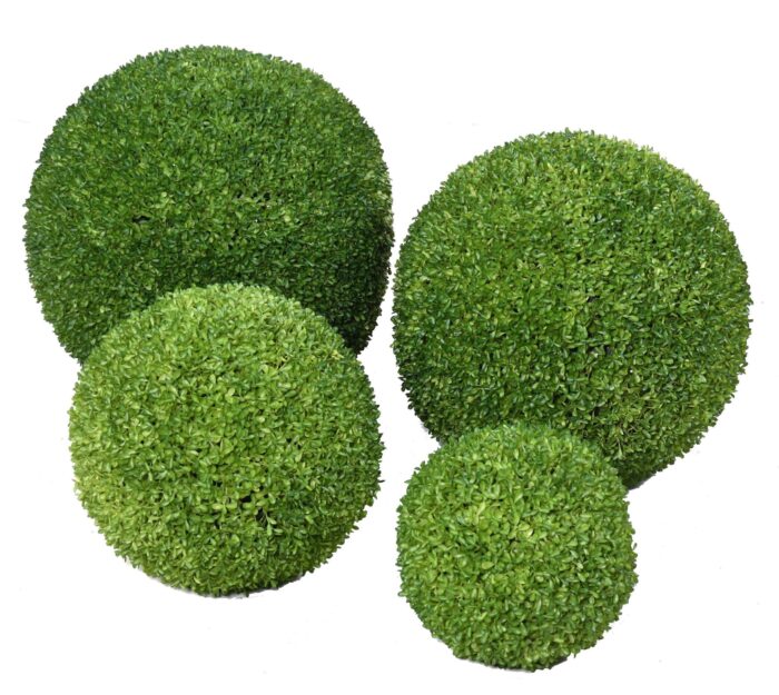 boxwood ball sempervirens scaled