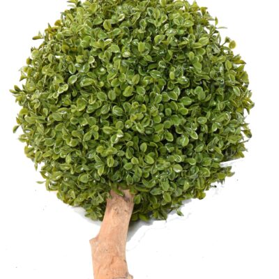 boxwood ball stk 1