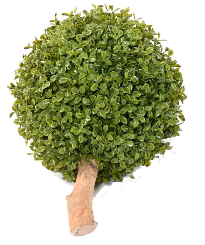 boxwood ball stk 1