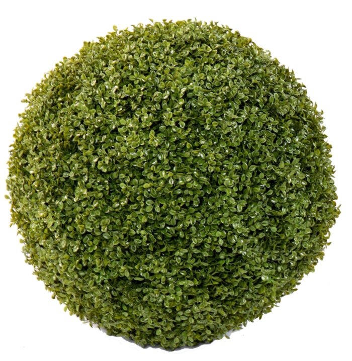 boxwood ball stk 2 scaled