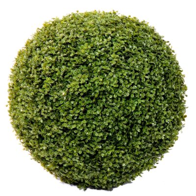 boxwood ball stk 3 scaled