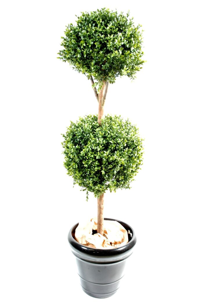 boxwood double ball stem new 1