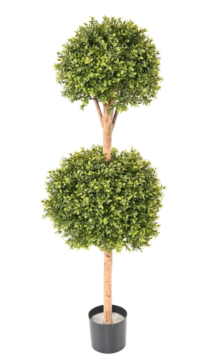 boxwood double ball stem new scaled