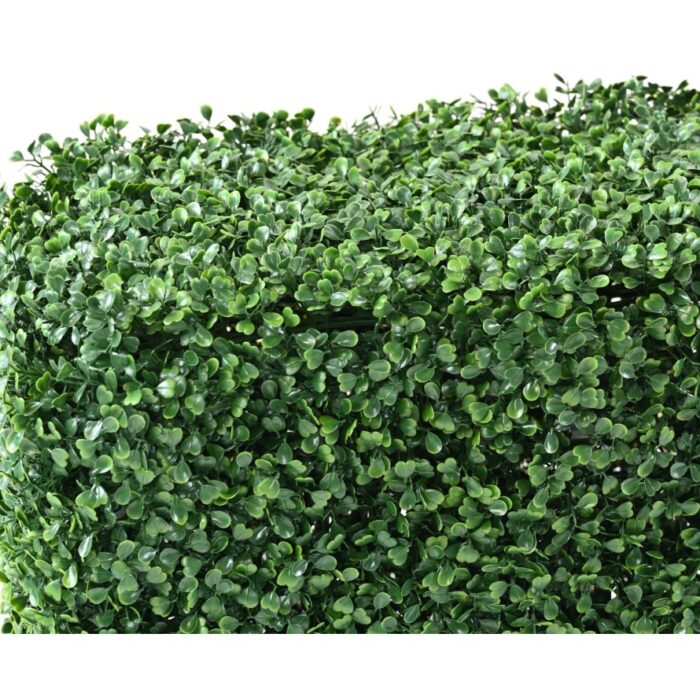 boxwood hedge 1