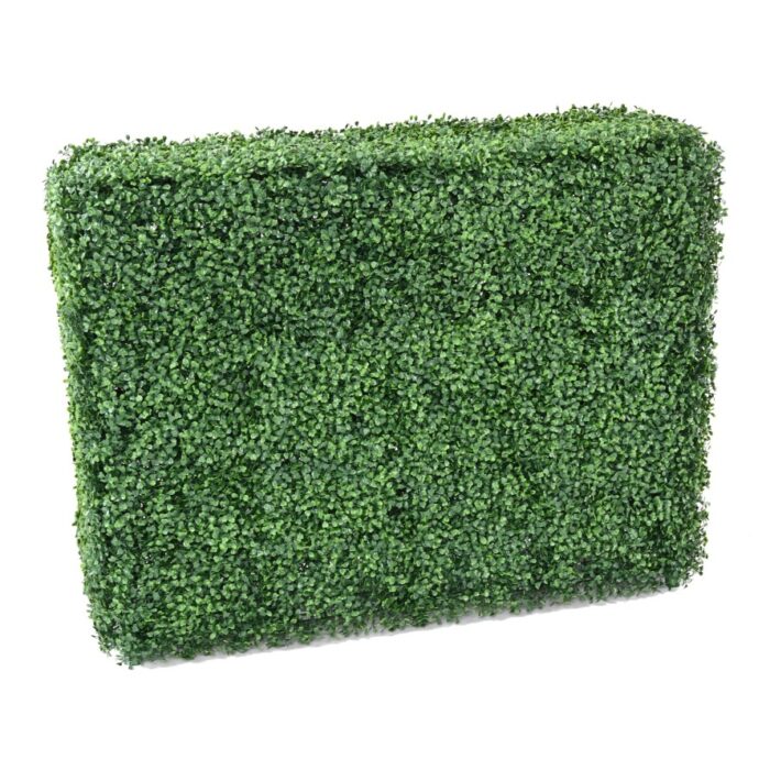 boxwood hedge
