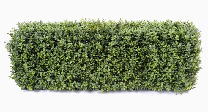 boxwood hedge new metal structure 5