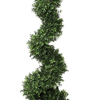 boxwood new spiral fine 1 scaled