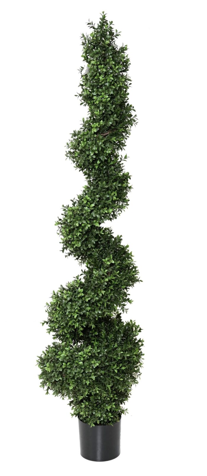 boxwood new spiral fine 1 scaled