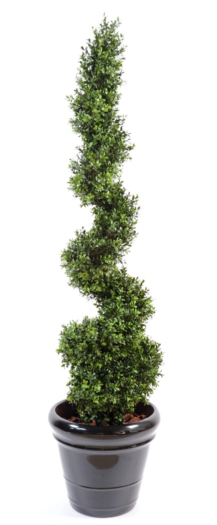 boxwood new spiral fine