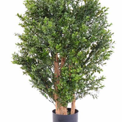 boxwood new uv bush
